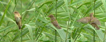 Kleinekarekiet280705AB